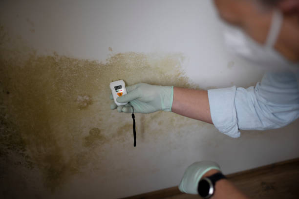 Best Affordable Mold Removal  in Valhalla, NY