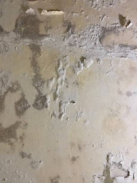 Best Attic Mold Removal  in Valhalla, NY