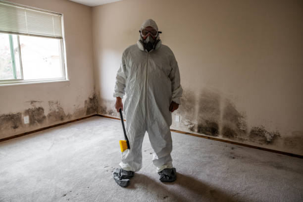 Best Mold Removal Process  in Valhalla, NY