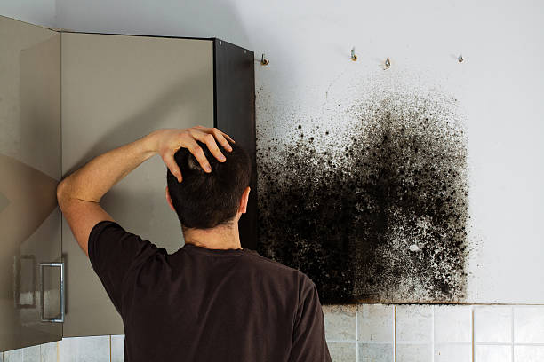 Best Mold Removal Near Me  in Valhalla, NY