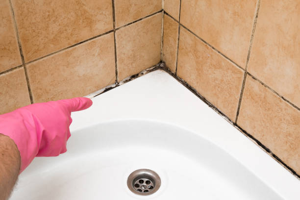 Best Home Mold Removal  in Valhalla, NY